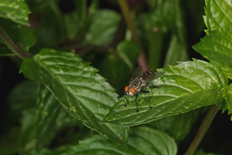 Mosca
